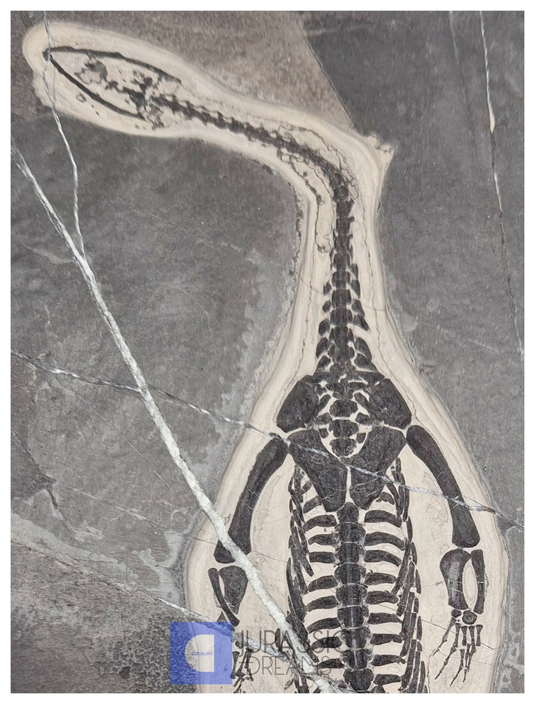 Top Huge 25cm Genuine NATURAL Keichousaurus hui Early Triassic Marine Reptile - Huxia Formation - Fossil bone #2.1