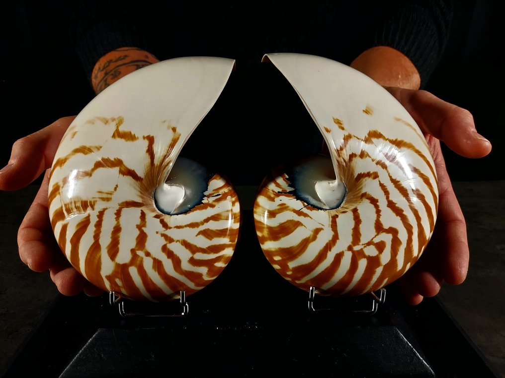 Nautilus i snit. Taksidermi fuld kropsmontering - Nautilus pompilius - 16 cm - 8.5 cm - 17 cm - 1 #1.0
