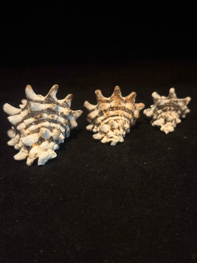 Sea Snail Sea shell - S-34 VASUM TURBINELLUS  (No Reserve Price) #3.2