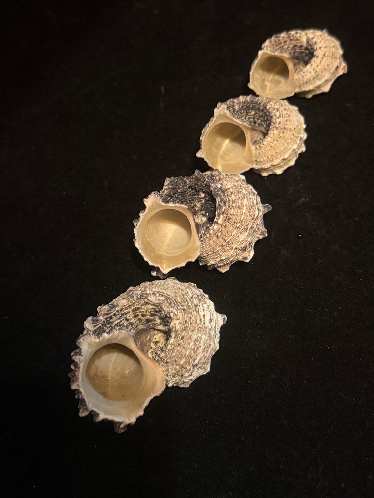 Zeeslak Zeeschelp - S-35 ANGARIA TYRIA (Zonder Minimumprijs) #4.3