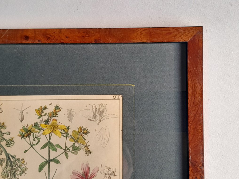 Prof. C. A. J. A. Oudemans - Oudemans - Five original Dutch hand-coloured botanical plates in vintage burl frames #4.3