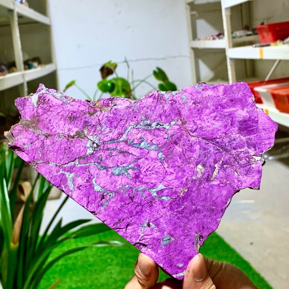 Purpurite Slice - Height: 18 cm - Width: 13 cm- 341 g #3.2