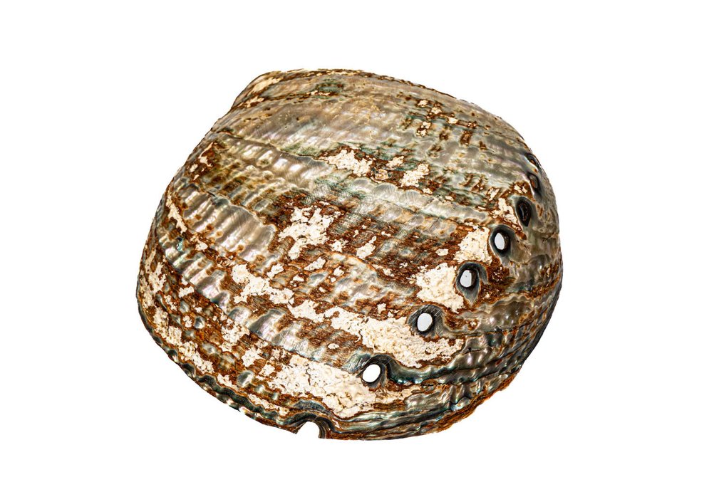 Many-holed abalone ***KEIN MINDESTPREIS*** γυαλισμένο Επιτοίχια βάση ταρίχευσης - Haliotis multiperforata - 14 cm - 0 mm - 0 mm - Είδη που δεν ανήκουν στο CITES - 1 #1.0