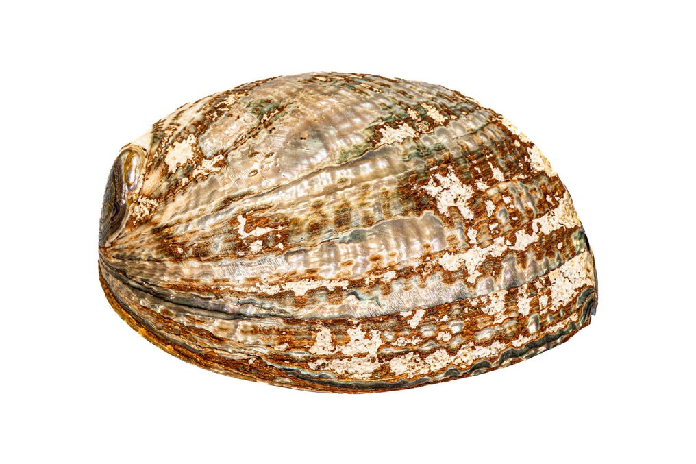 Many-holed abalone ***KEIN MINDESTPREIS*** γυαλισμένο Επιτοίχια βάση ταρίχευσης - Haliotis multiperforata - 14 cm - 0 mm - 0 mm - Είδη που δεν ανήκουν στο CITES - 1 #2.1