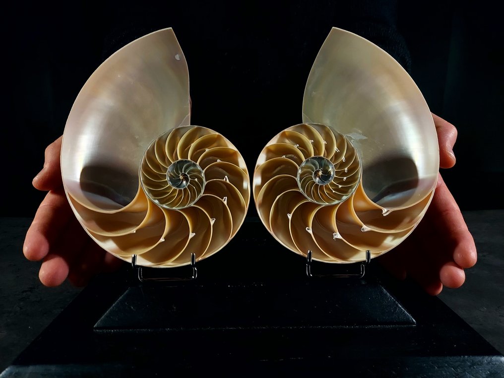 Nautilus i snit. Taksidermi fuld kropsmontering - Nautilus pompilius - 16 cm - 8.5 cm - 17 cm - 1 #1.0