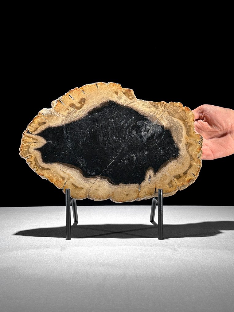 令人惊叹的化石木片，放置在定制底座上。 - 化石木材 - 25.5 cm - 30.5 cm  (沒有保留價) #1.0