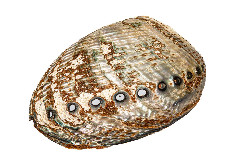 Many-holed abalone ***KEIN MINDESTPREIS*** γυαλισμένο Επιτοίχια βάση ταρίχευσης - Haliotis multiperforata - 14 cm - 0 mm - 0 mm - Είδη που δεν ανήκουν στο CITES - 1 #4.3