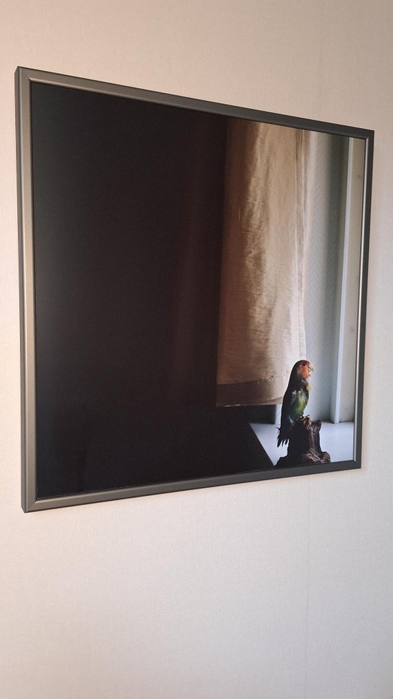 XiaoXiao Xu - A mounted parrot #1.0