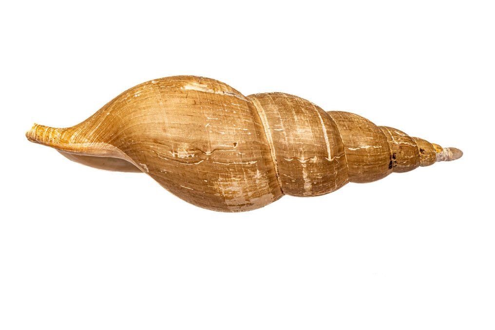 Beringion marshalli avec opercule ***PIÈCE DE COLLECTION - COQUILLAGE DE COLLECTION*** Support mural pour taxidermie - Beringion marshalli mit Operculum - 20 cm - 0 mm - 0 mm - Espèces non-CITES - 1 #1.0