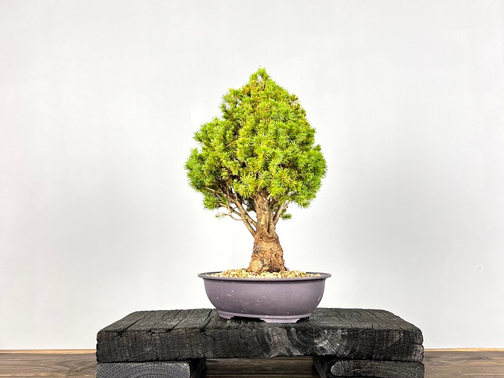 Spruce bonsai (Picea) - Height (Tree): 35 cm - Depth (Tree): 25 cm - Germany #4.3