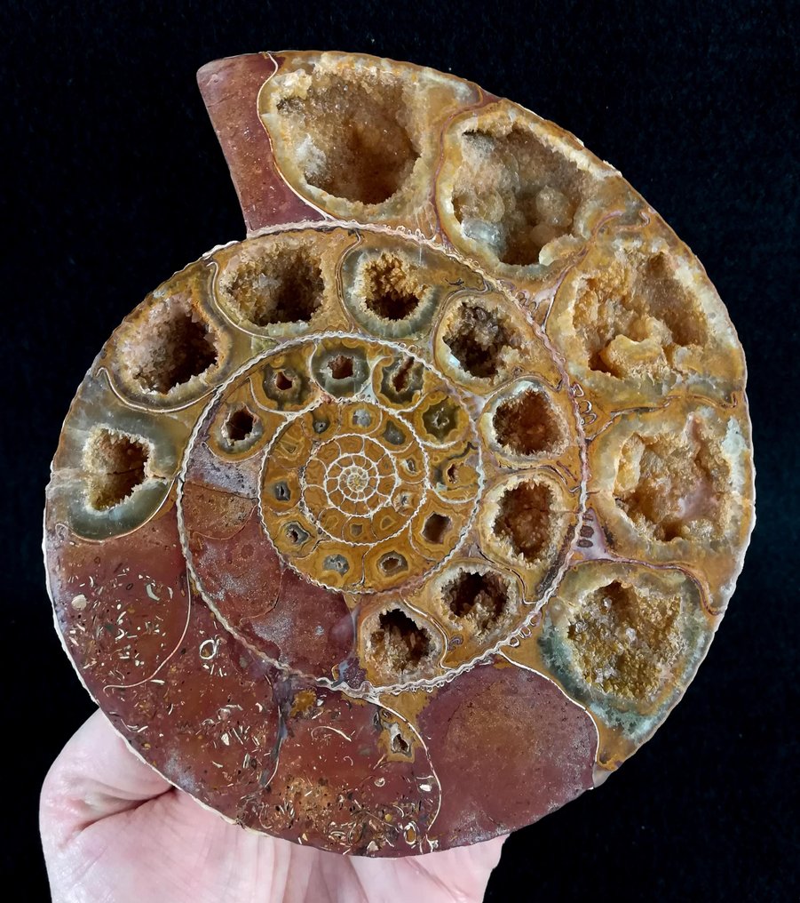 Ammonit - Tierfossil - Kranaosphinctes roedereri (Collignon) - 15.5 cm - 13.5 cm #2.1