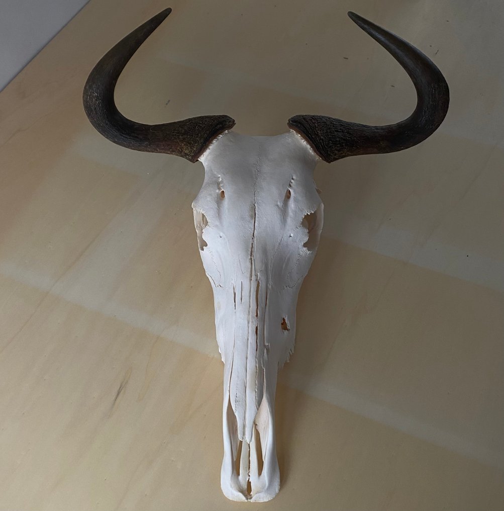 Gnu Teschio - Connochaetes taurinus. - 24 cm - 49 cm - 57 cm #3.2