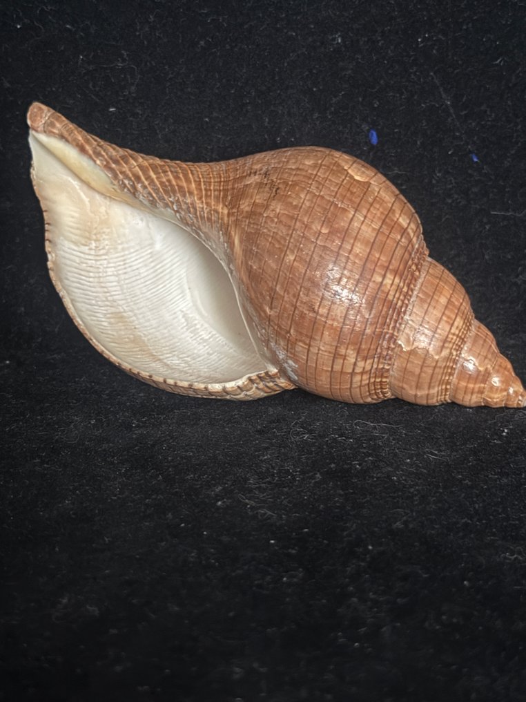 Lumaca di mare Conchiglia marina - S-75 FASCIOLARIA TULIPA  (Senza Prezzo di Riserva) #1.0