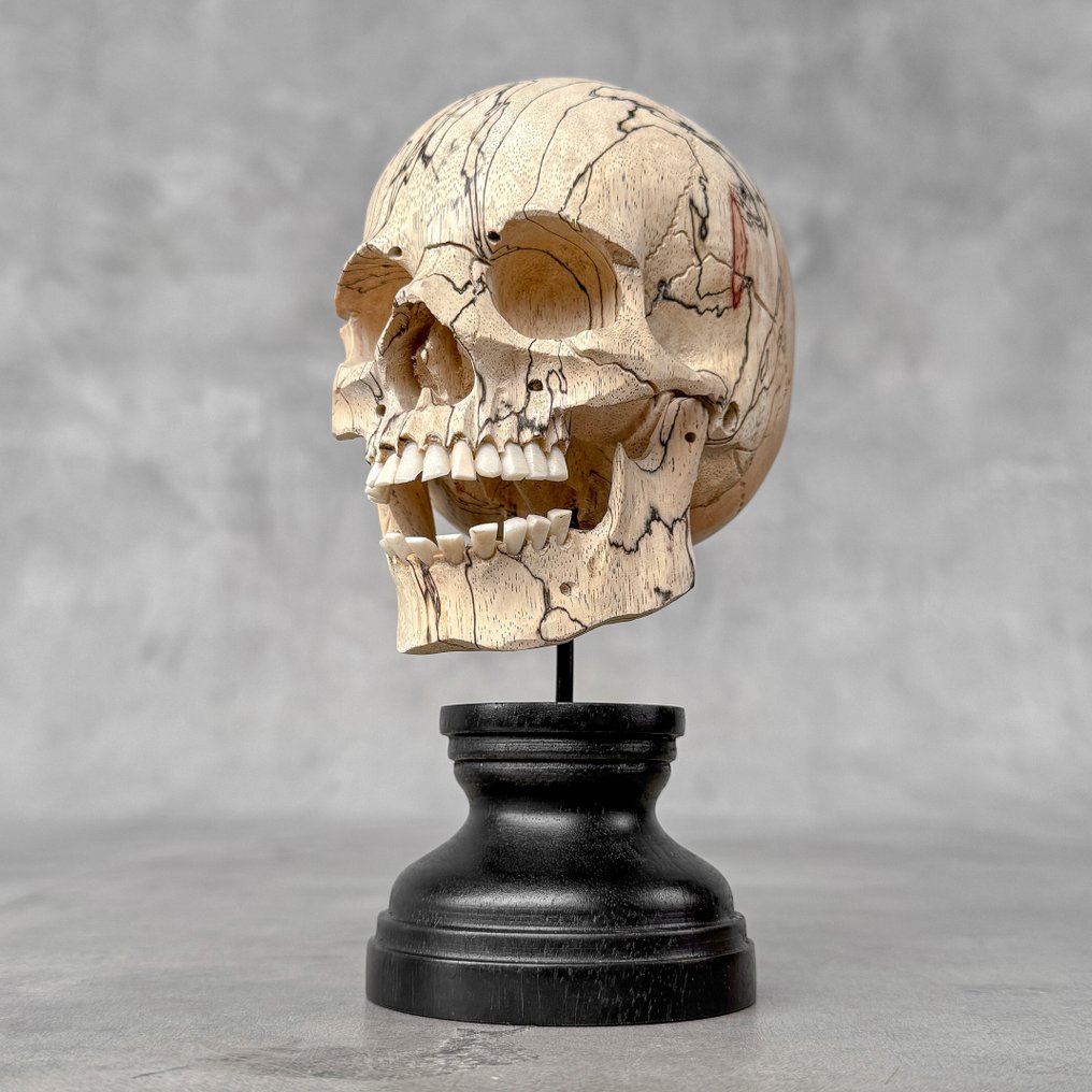 Wooden Human Skull With a beautiful grain on a custom stand - 雕刻 - 印度尼西亚  (没有保留价) #4.3