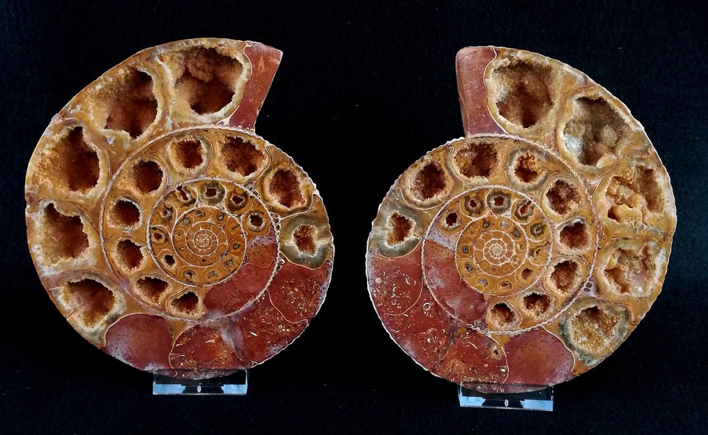 Ammonit - Tierfossil - Kranaosphinctes roedereri (Collignon) - 15.5 cm - 13.5 cm #3.2