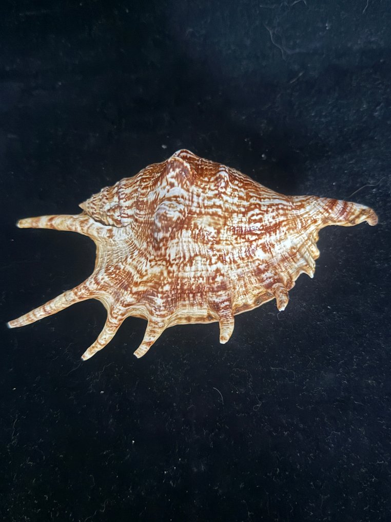 Zeeslak Zeeschelp - S-08 LAMBIS LAMBIS (Zonder Minimumprijs) #2.1