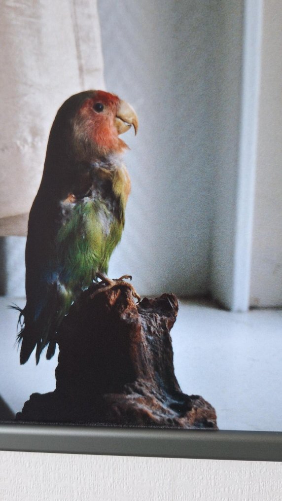 XiaoXiao Xu - A mounted parrot #2.1