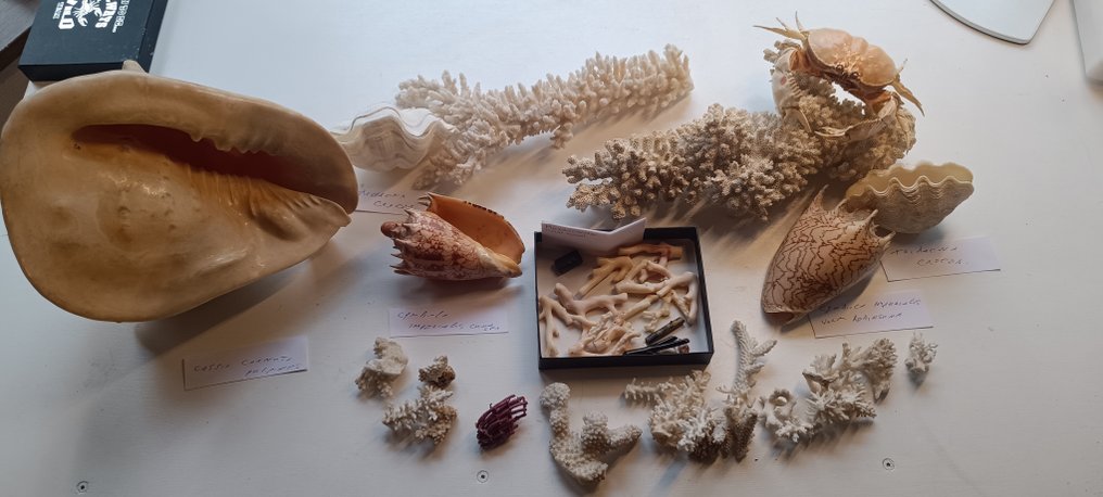 Κοράλλι Κοράλλι - Corals and shells #3.2