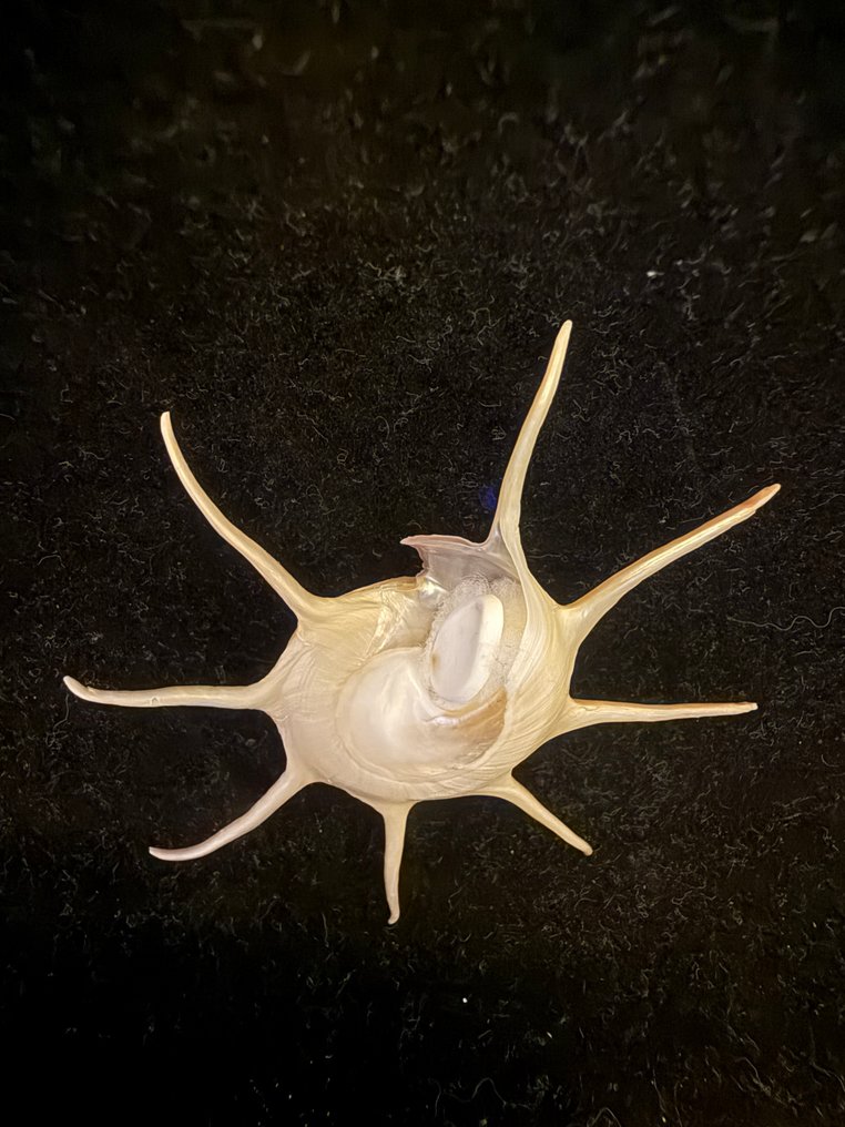 Zeeslak Zeeschelp - S-11 GUILDFORDIA YOKA (Zonder Minimumprijs) #4.3