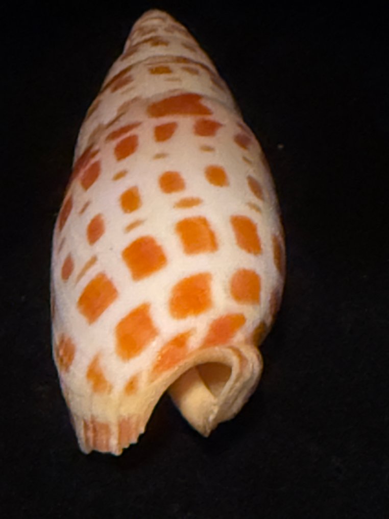 Zeeslak Zeeschelp - S-24 MITRA MITRA (Zonder Minimumprijs) #4.3