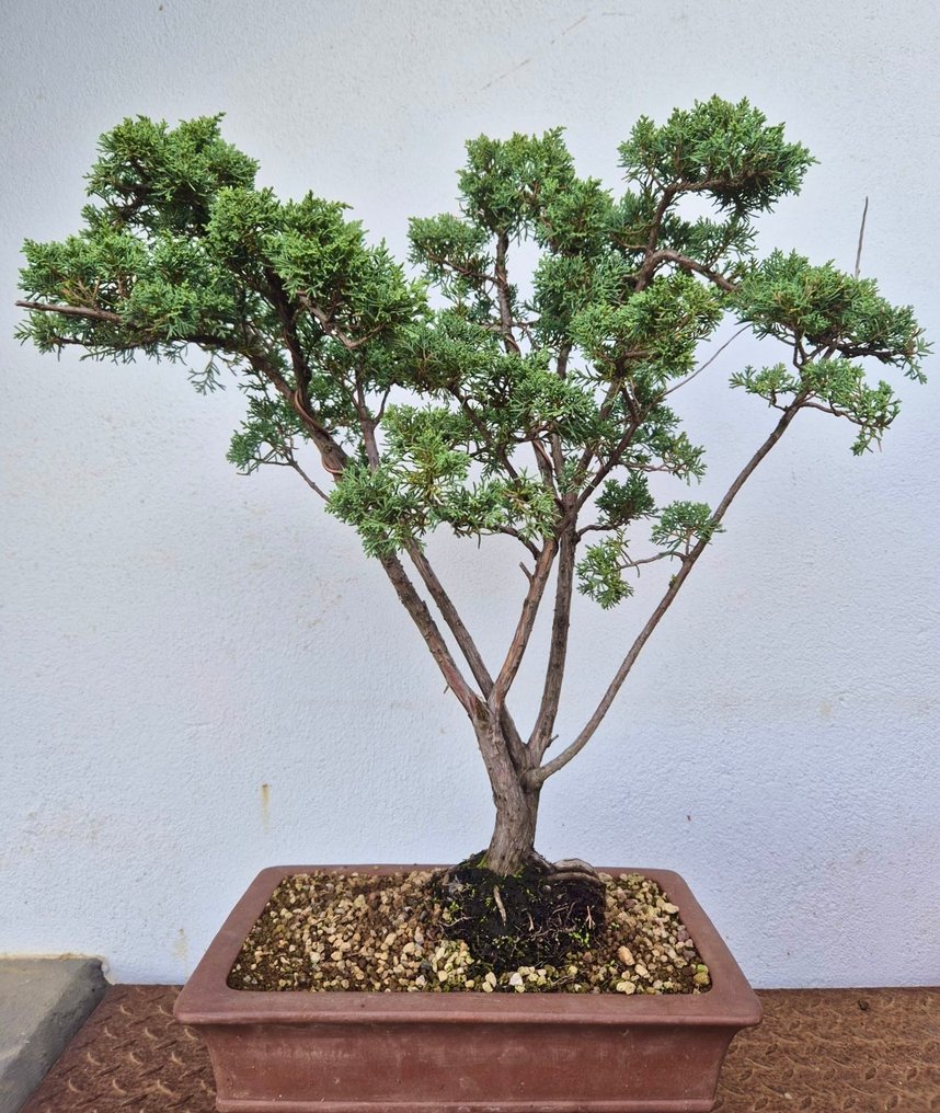 Juniper bonsai (Juniperus) - Height (Tree): 45 cm - Depth (Tree): 30 cm - Portugal #4.3