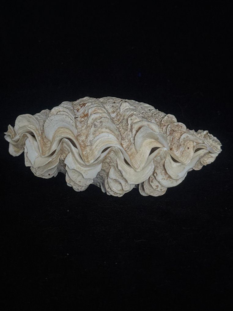 Clam Αχιβάδα - S-27 TRIDACNA MAXIMA  (χωρίς τιμή ασφαλείας) #1.0