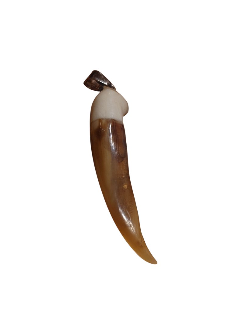 foca, renna, argento Artiglio - Seal - 50 mm - 0 mm - 0 mm #1.0