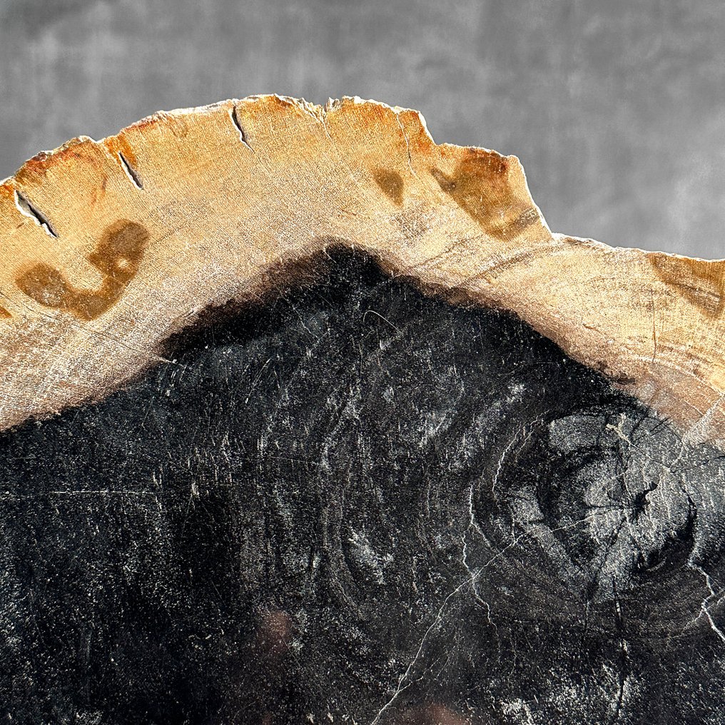 令人惊叹的化石木片，放置在定制底座上。 - 化石木材 - 25.5 cm - 30.5 cm  (沒有保留價) #4.3