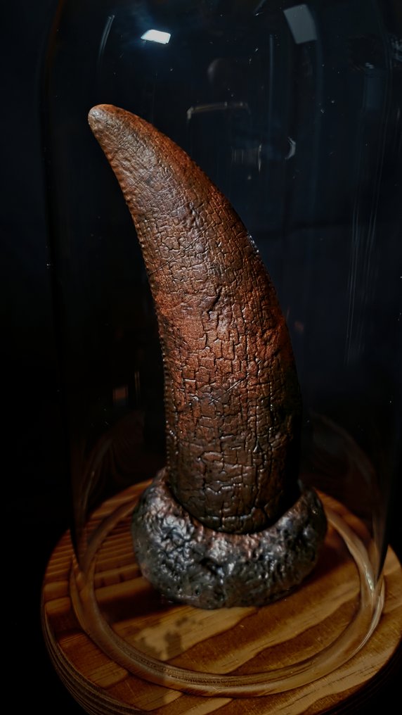 Dinosaur - replika - Fossiele tand - Tyrannosaurus rex - 25 cm  (Zonder Minimumprijs) #1.0