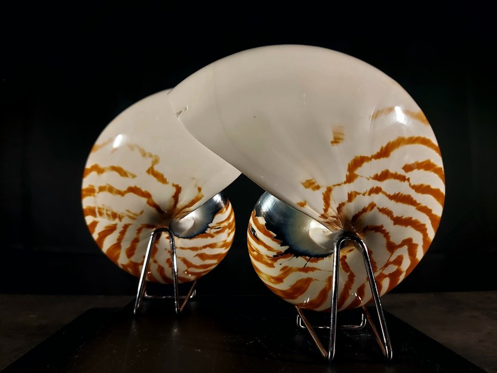 Nautilus i snit. Taksidermi fuld kropsmontering - Nautilus pompilius - 16 cm - 8.5 cm - 17 cm - 1 #4.3