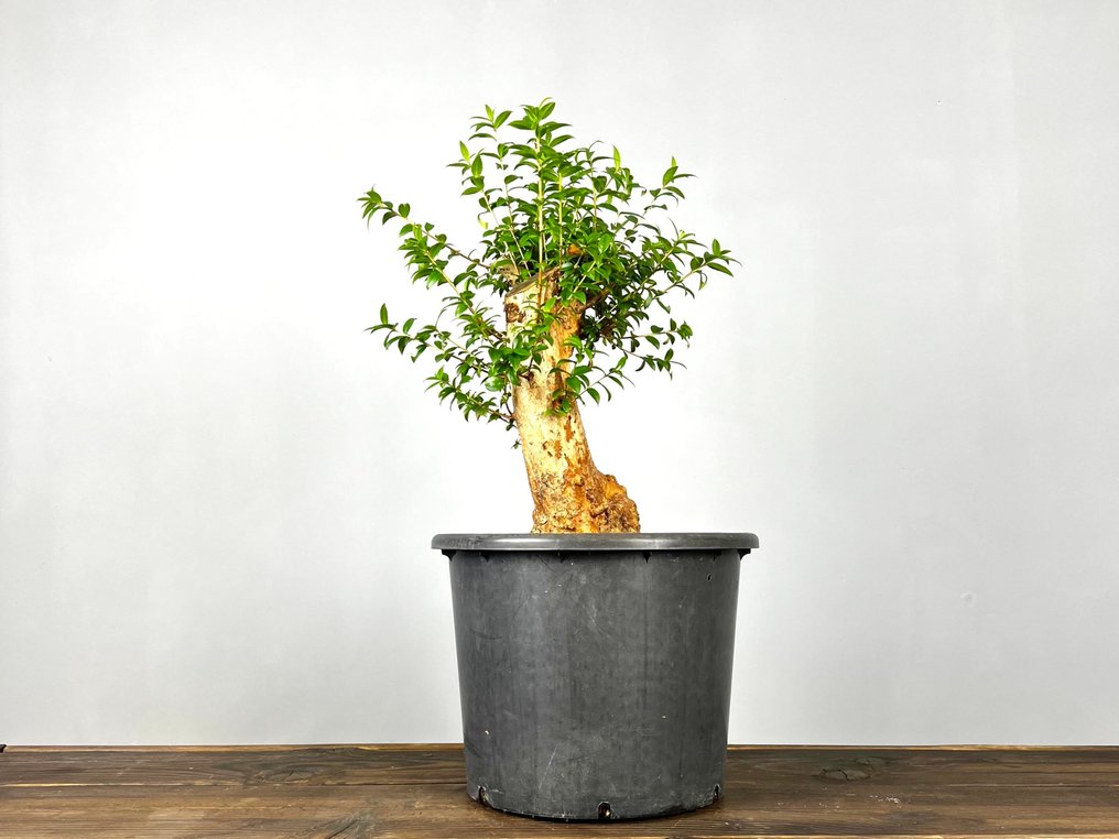 Myrtle bonsai (Myrtus communis) - Height (Tree): 45 cm - Depth (Tree): 25 cm - Portugal #1.0