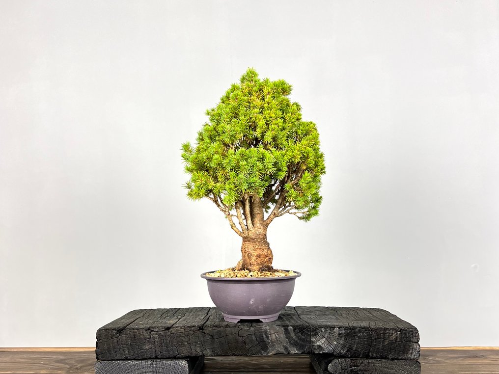 Spruce bonsai (Picea) - Height (Tree): 35 cm - Depth (Tree): 25 cm - Germany #3.2