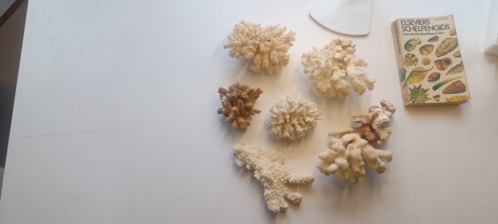 Coral Coral - Corals #1.0