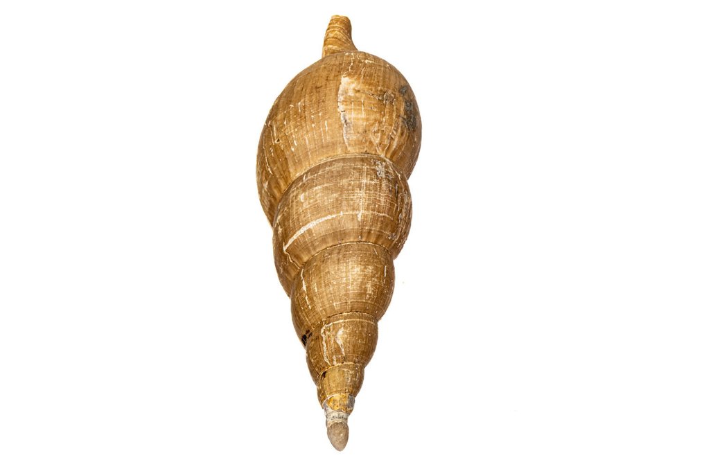 Beringion marshalli avec opercule ***PIÈCE DE COLLECTION - COQUILLAGE DE COLLECTION*** Support mural pour taxidermie - Beringion marshalli mit Operculum - 20 cm - 0 mm - 0 mm - Espèces non-CITES - 1 #3.2