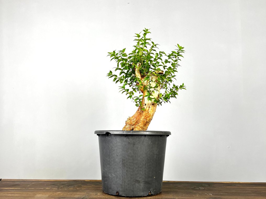 Myrtle bonsai (Myrtus communis) - Height (Tree): 45 cm - Depth (Tree): 25 cm - Portugal #3.2