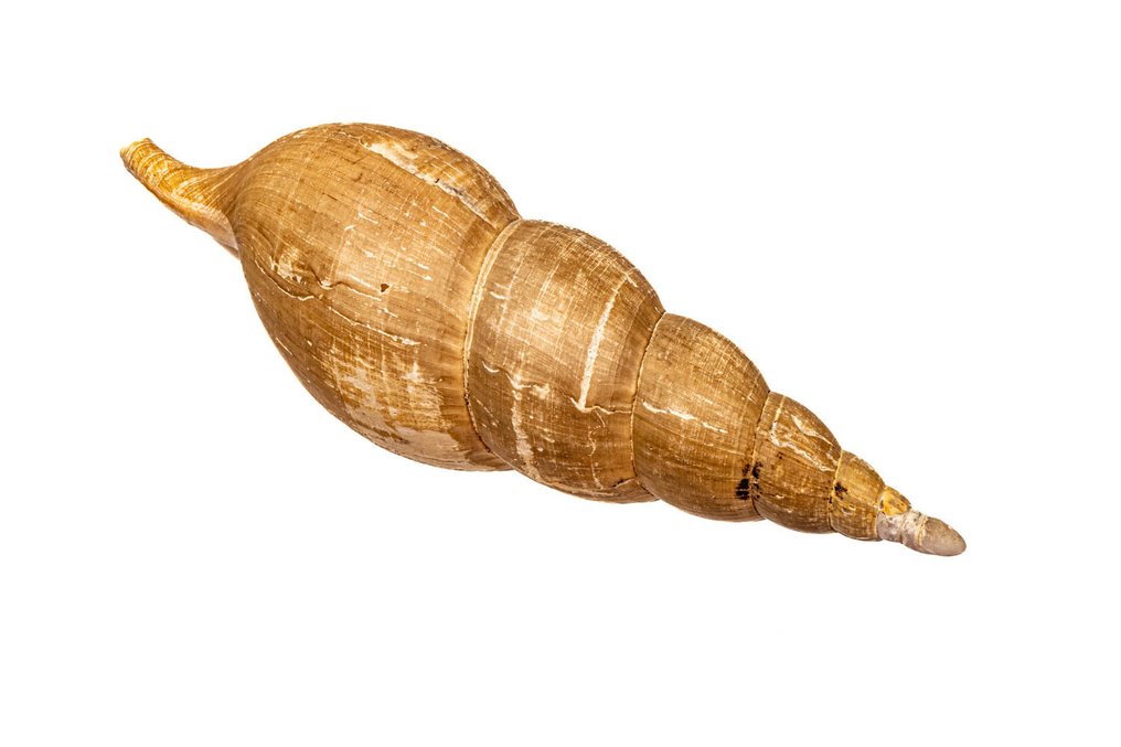 Beringion marshalli avec opercule ***PIÈCE DE COLLECTION - COQUILLAGE DE COLLECTION*** Support mural pour taxidermie - Beringion marshalli mit Operculum - 20 cm - 0 mm - 0 mm - Espèces non-CITES - 1 #2.1