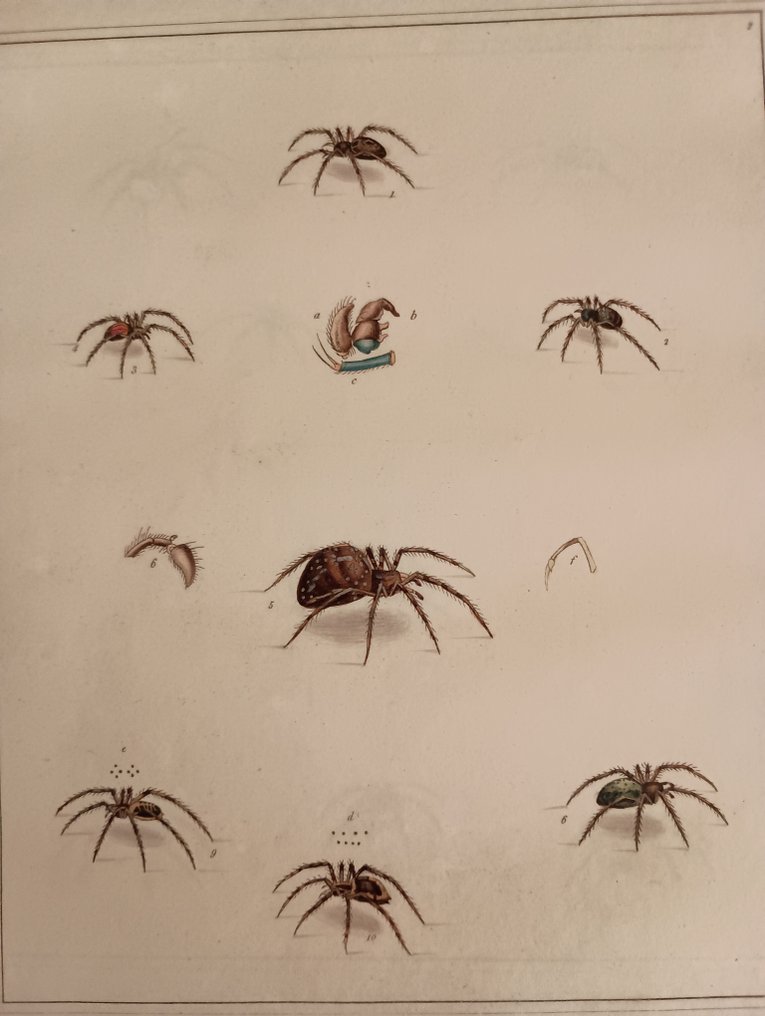 Thomas Martyin - Aranei or A Natural History of Spiders - 1793 #4.3
