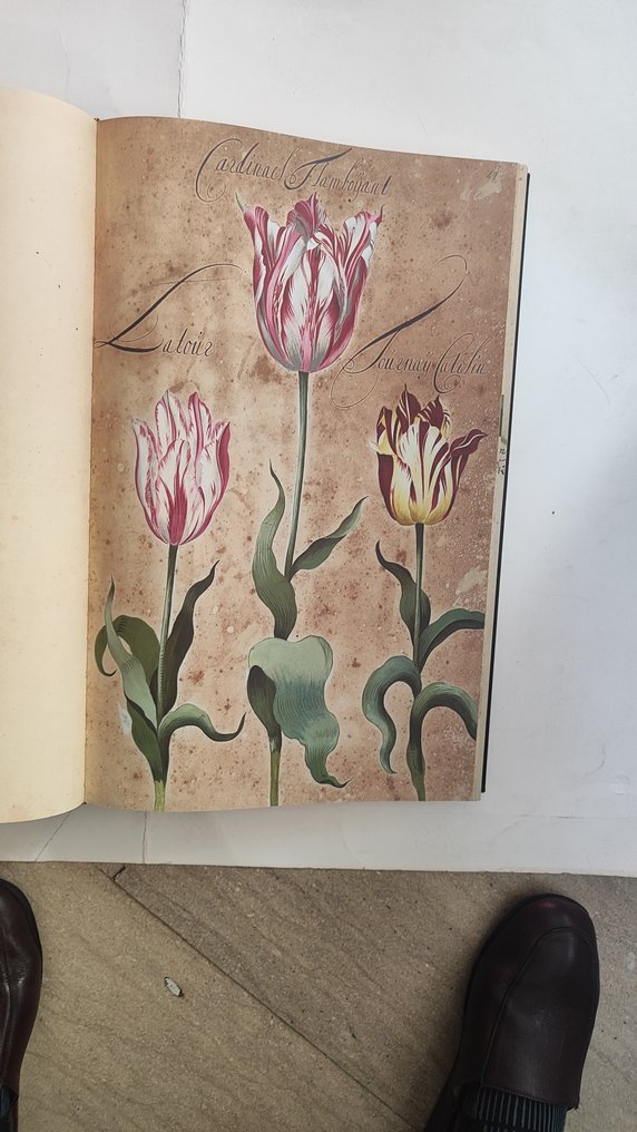 Franciscus de Geest - Hortus Amoenissimus - 2011 #4.3