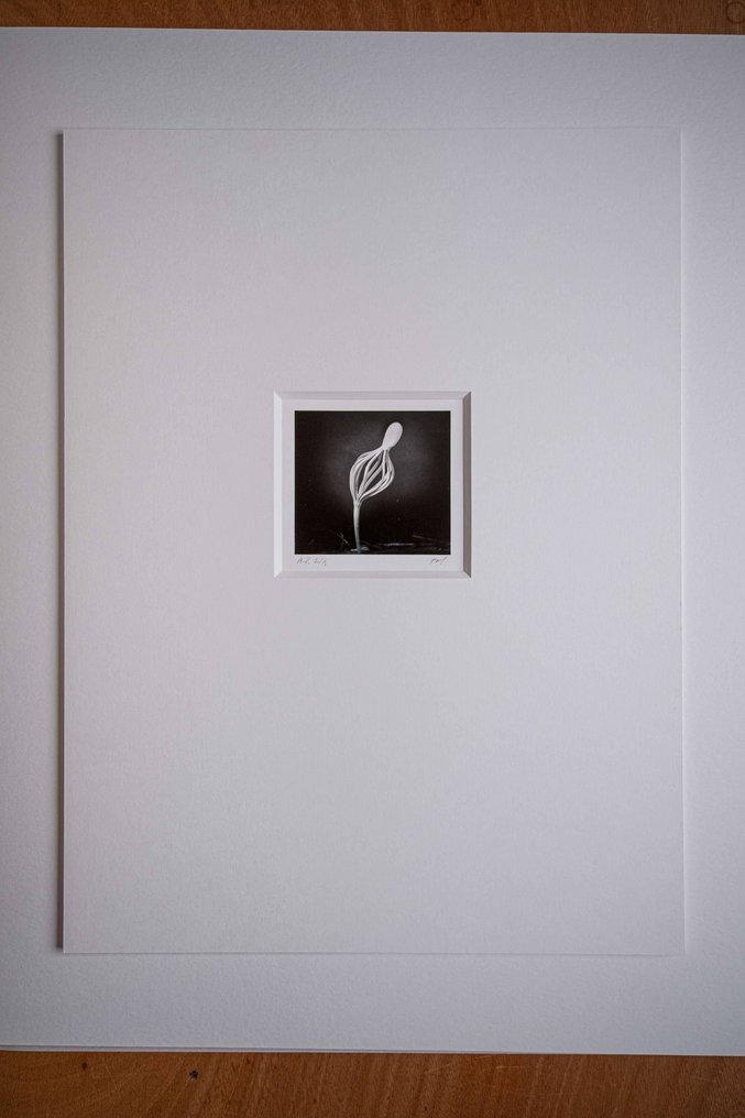 Francesco Mussida - Pinus - The Giant - A.P. 1/4 #3.2