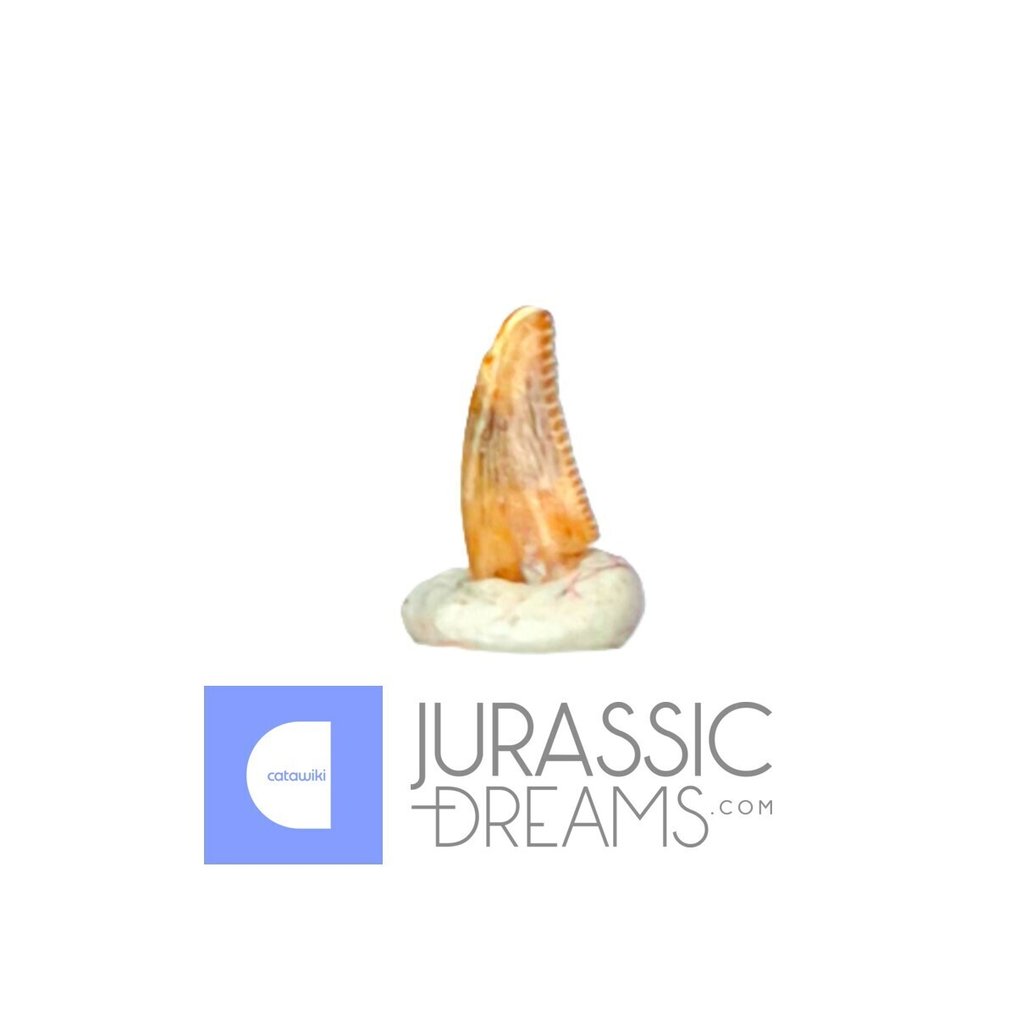 牙齿化石 - Top Rare Acheroraptor temertyorum (Dromaeosaurid Raptor Theropod) Dinosaur Tooth - Lance Creek Fm #1.0