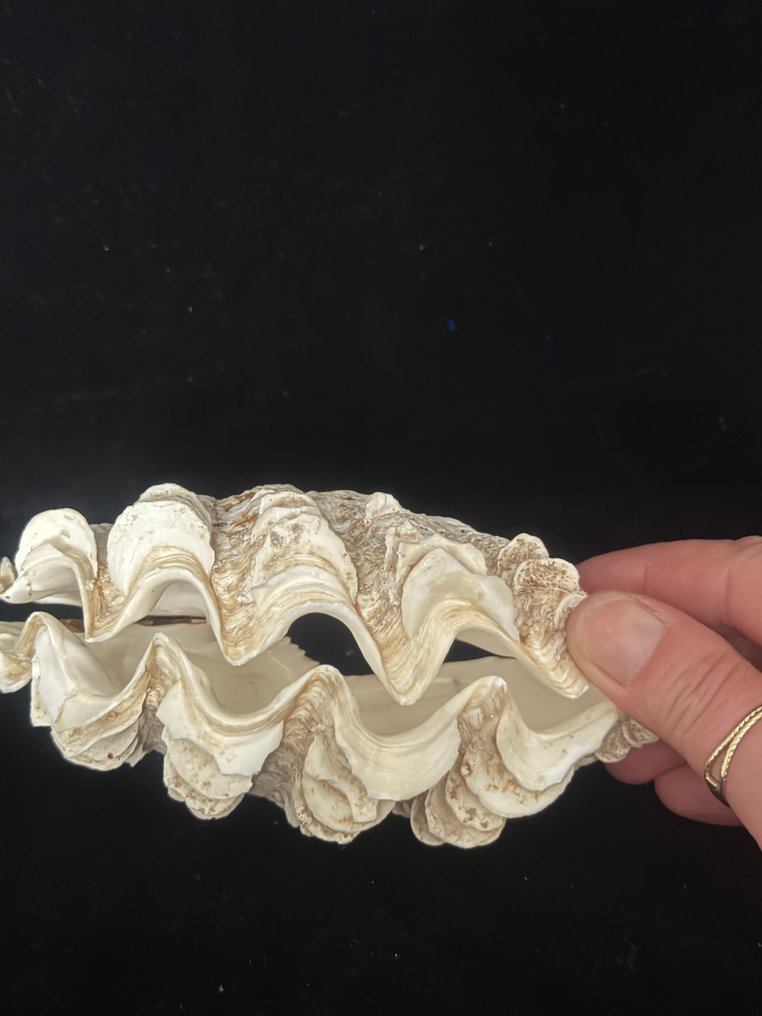 Clam Αχιβάδα - S-27 TRIDACNA MAXIMA  (χωρίς τιμή ασφαλείας) #3.2