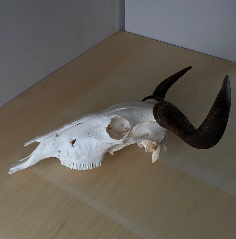 Gnu Teschio - Connochaetes taurinus. - 24 cm - 49 cm - 57 cm #1.0