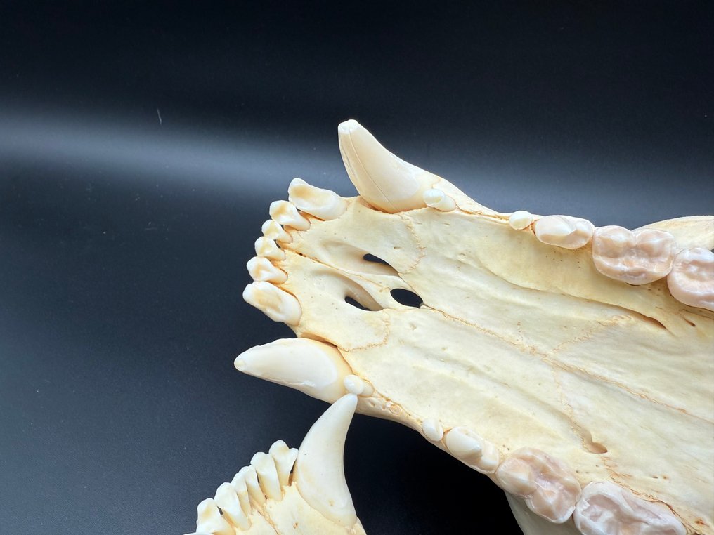 Polar Bear Mammal skull - Ursus maritimus  - with tag - 16 cm - 18 cm - 32 cm- CITES Appendix II - Annex B in the EU -  (1) #4.3