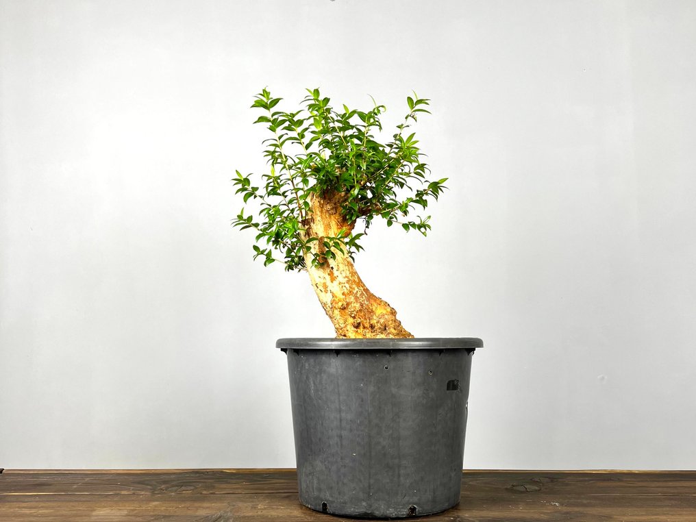 Myrtle bonsai (Myrtus communis) - Height (Tree): 45 cm - Depth (Tree): 25 cm - Portugal #4.3