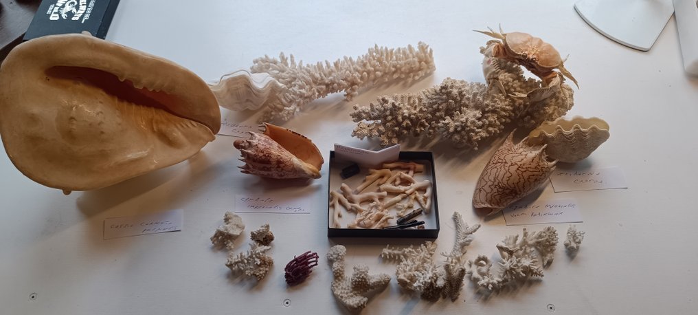 Κοράλλι Κοράλλι - Corals and shells #1.0