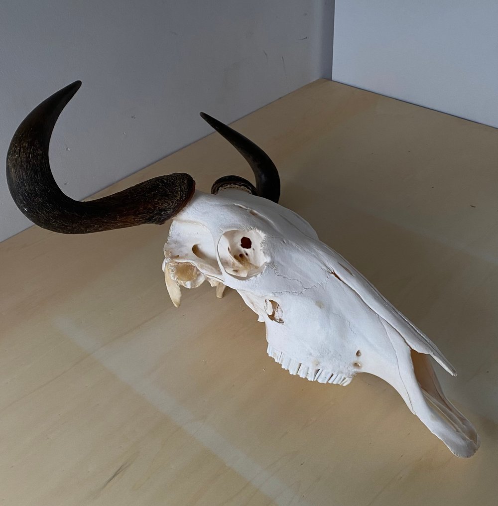 Gnu Teschio - Connochaetes taurinus. - 24 cm - 49 cm - 57 cm #2.1