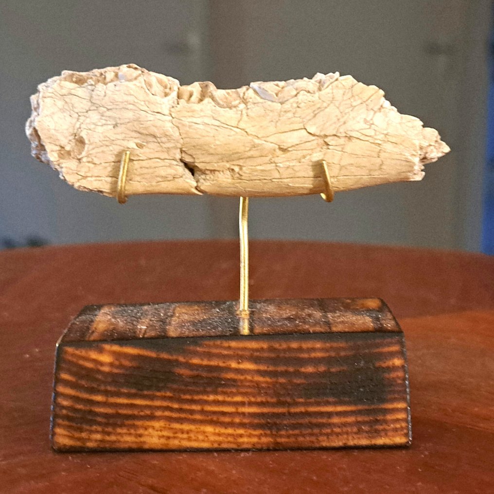 Hoplophoneus Sabertooth „pisică” Nimvarid - Maxilar parțial cu dinții P3, P4 și M1 - Smilodon. - Maxilar fosilizat - Hoplophoneus sp - 2.5 cm - 8 cm #1.0