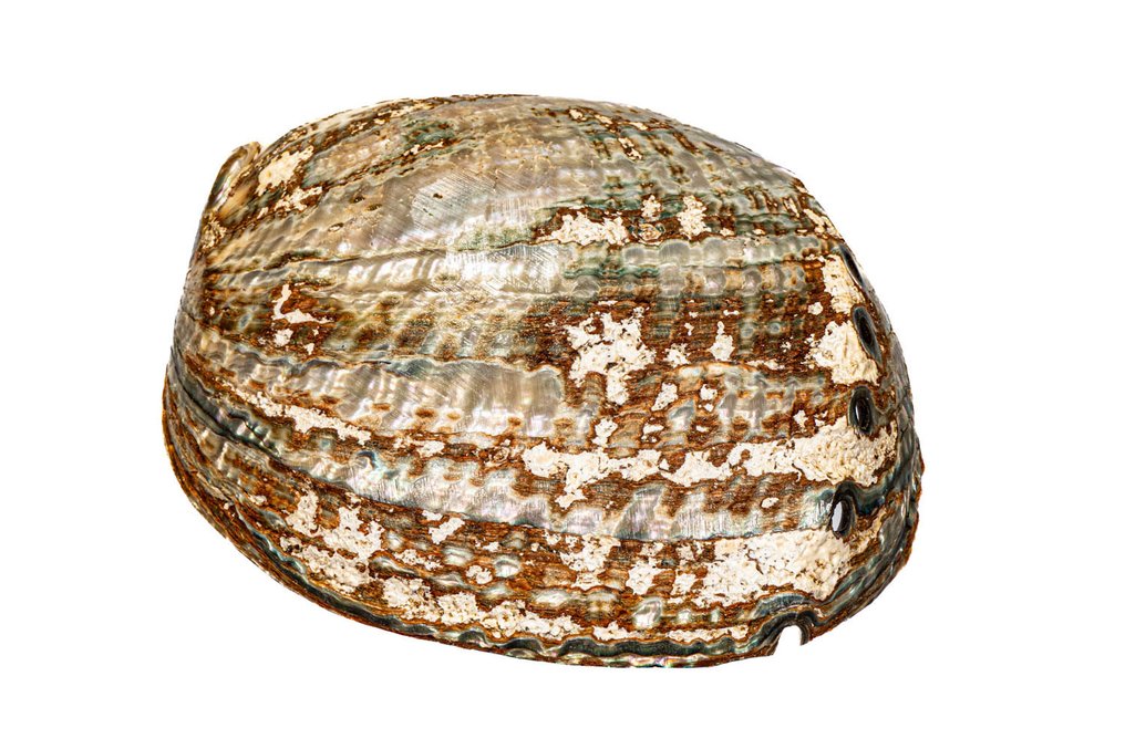 Many-holed abalone ***KEIN MINDESTPREIS*** γυαλισμένο Επιτοίχια βάση ταρίχευσης - Haliotis multiperforata - 14 cm - 0 mm - 0 mm - Είδη που δεν ανήκουν στο CITES - 1 #3.2