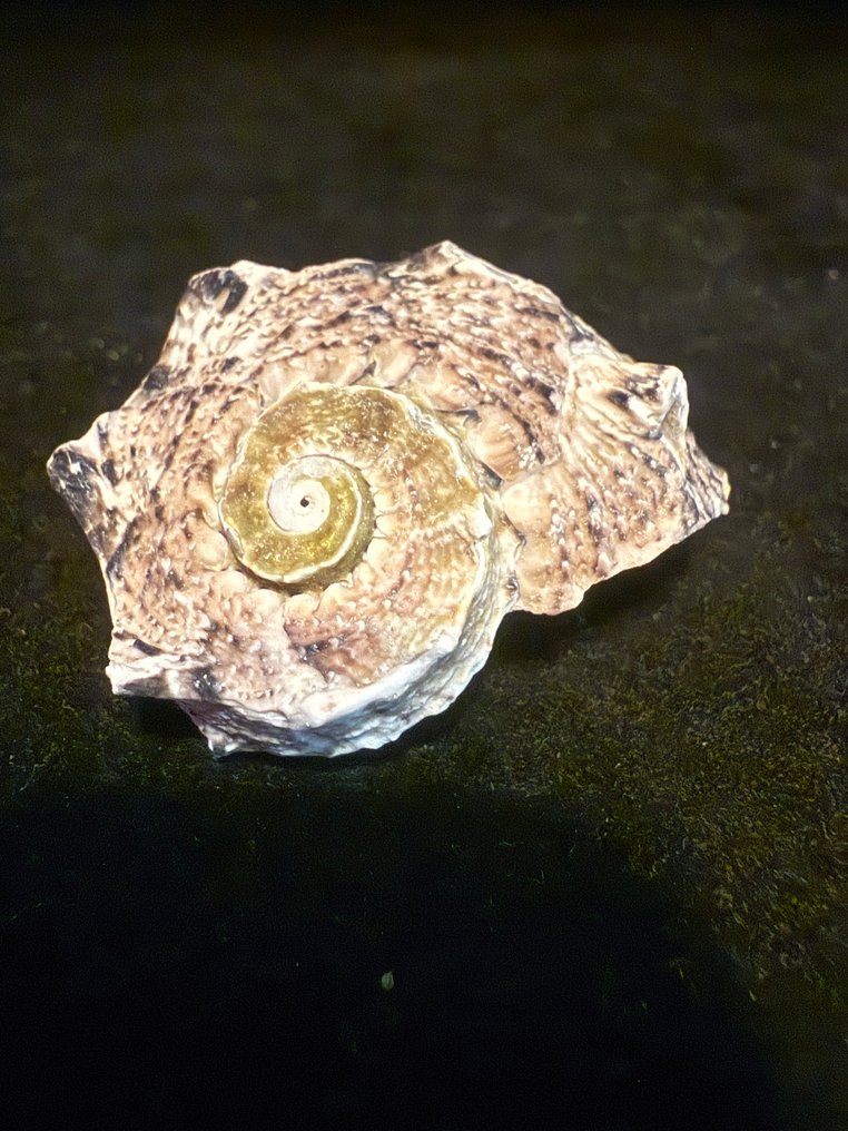 Zeeslak Zeeschelp - S-35 ANGARIA TYRIA (Zonder Minimumprijs) #1.0