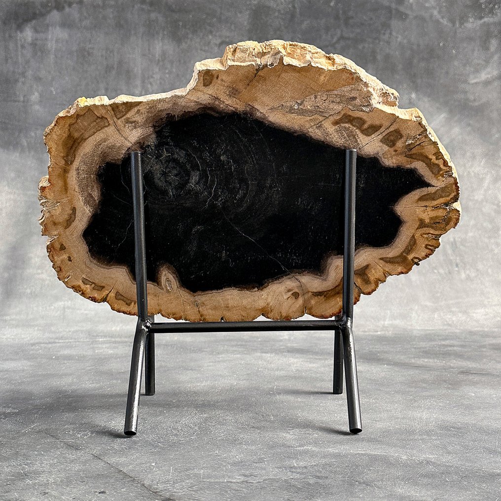 令人惊叹的化石木片，放置在定制底座上。 - 化石木材 - 25.5 cm - 30.5 cm  (沒有保留價) #1.0